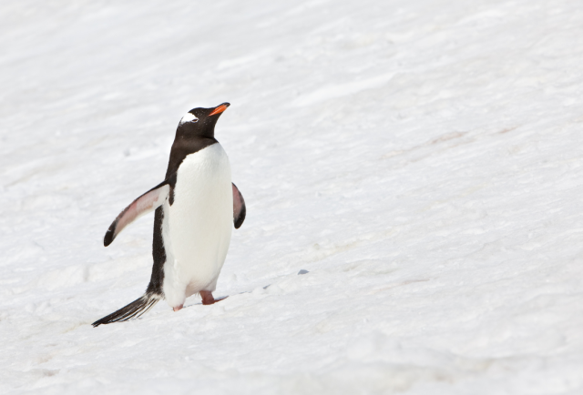 Video viral del pingüino que camina hacia atrás