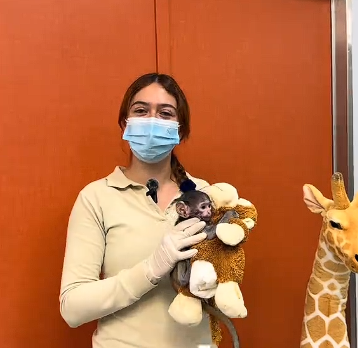 El “Punch mexicano”: conoce a Yuji, el mono bebé de Guadalajara